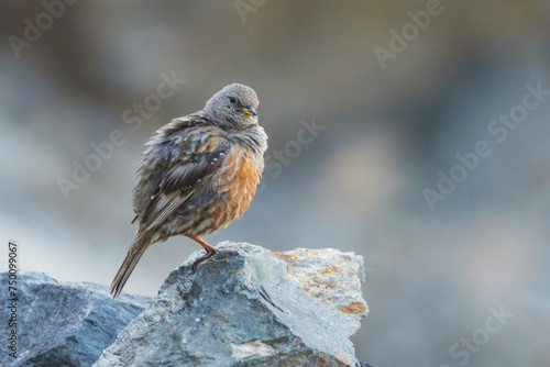 Alpine accentor