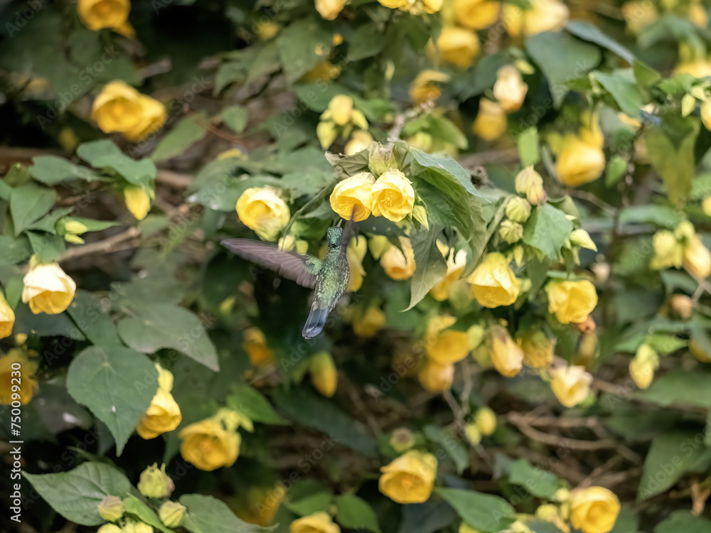 White-bellied woodstar. Chaetocercus mulsant, sucking nectar on a bush from calyxes of yellow flowers. Colombia