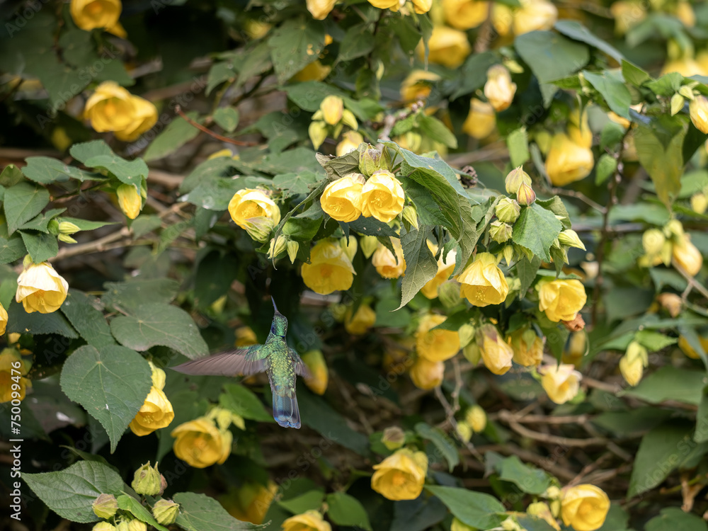 White-bellied woodstar. Chaetocercus mulsant, sucking nectar on a bush from calyxes of yellow flowers. Colombia