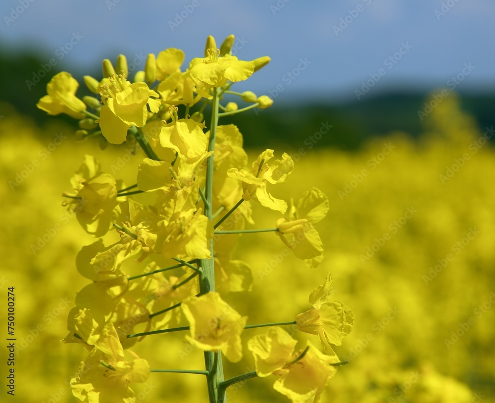 Rapeseed flower canola or colza in latin Brassica Napus Rapeseed flower canola or colza in latin Brassica Napus