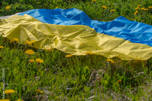 Flag of Ukraine, blue and yellow. Meadow with dandelions.