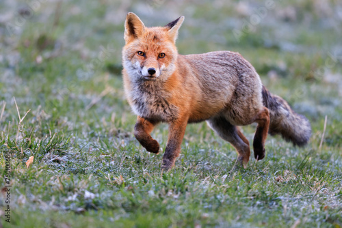 Renard roux en chasse.