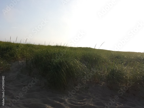 Provincetown Race Point Beach Sea Grass at Dusk  photo