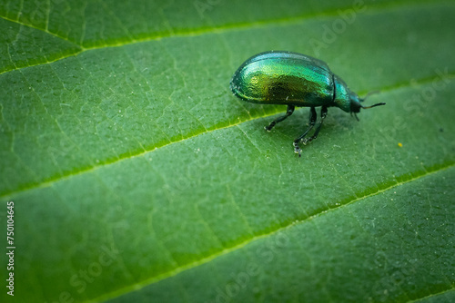 Green leaf veining wallpaper. Green beetle on a leaf. In spring.