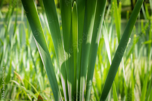 The blades of lake grass are long and green swaying in the wind.