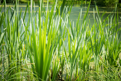 The blades of lake grass are long and green swaying in the wind.