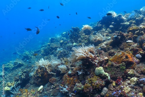 Fototapeta Naklejka Na Ścianę i Meble -  Fish and corals, vivid tropical reef in the blue ocean. Scuba diving with the marine life, underwater photography. Wildlife in the sea, travel picture. Water and coral.