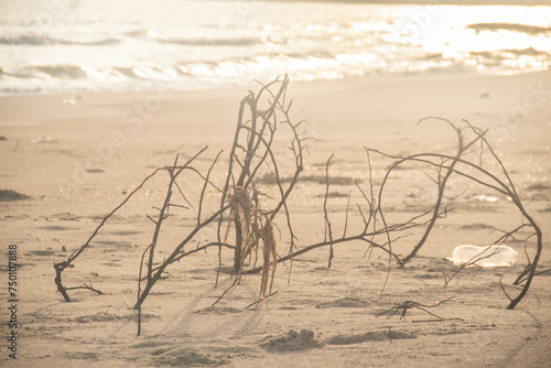 Branches in the sand on the beach