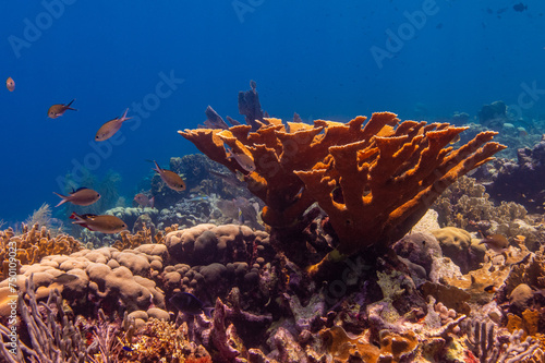 Elkhorn Coral at Oostpunt / Eastpoint, Curaçao photo