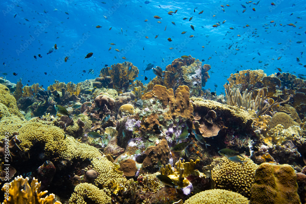 Obraz premium Vibrant Coral Reef at Oostpunt / Eastpoint, Curaçao