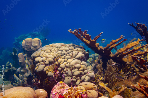 Elkhorn Coral at Oostpunt / Eastpoint, Curaçao  photo