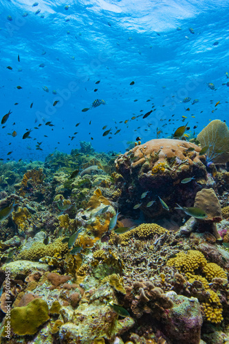 Vibrant Coral Reef at Oostpunt / Eastpoint, Curaçao