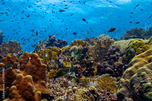 Vibrant Coral Reef at Oostpunt / Eastpoint Curaçao