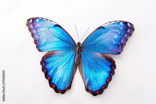 A vibrant blue butterfly stands out against a pristine white background, exuding elegance and beauty © Venka