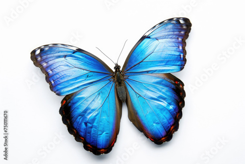 A vibrant blue butterfly stands out against a pristine white background, exuding elegance and beauty