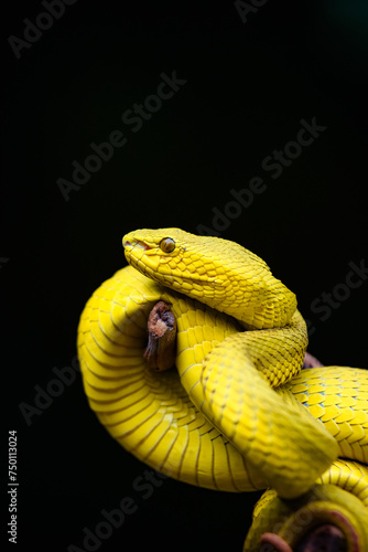 snake on a black background