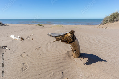 View of the sea from a dune with died trees and natural grasses typical of the beaches photo