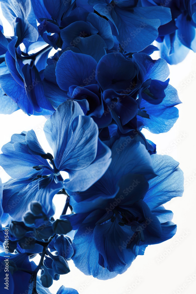 A striking arrangement of large, deep blue flowers, isolated against a pristine white background