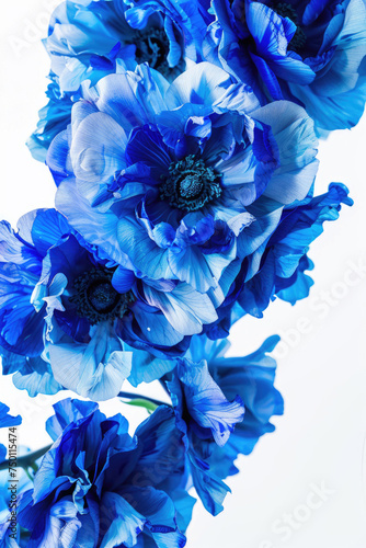 A striking arrangement of large  deep blue flowers  isolated against a pristine white background