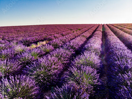 Lavender field in Provence France