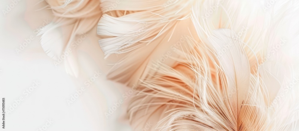Close up of Beautiful fluffy abstract feathers on beige background. copy space. generative AI image - obrazy, fototapety, plakaty 