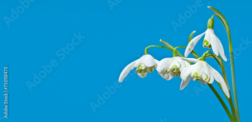 bunch of snow drops flowers