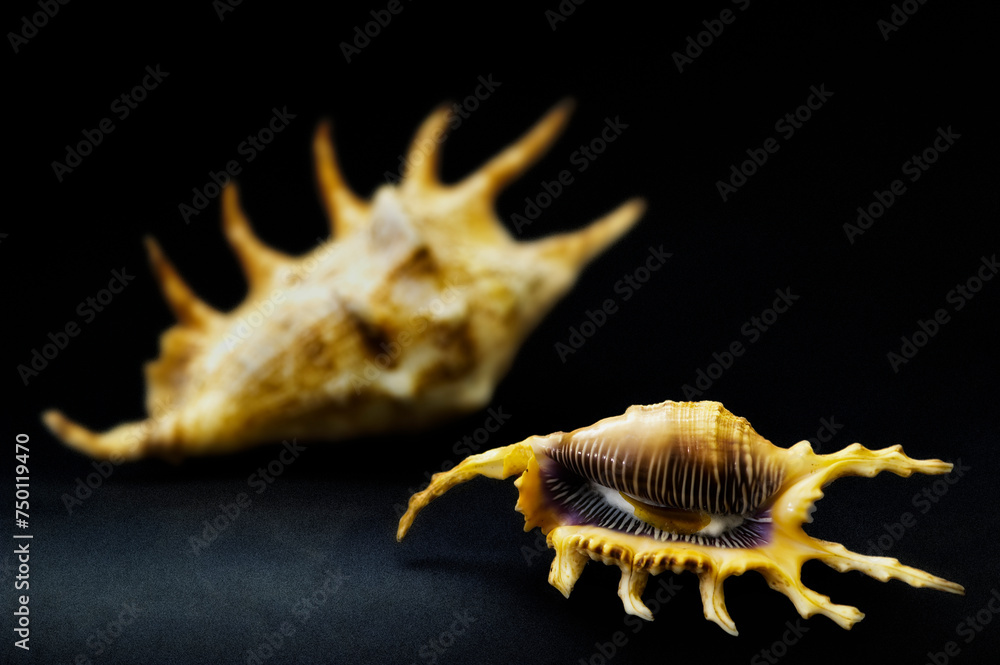 Seashell isolated on black background lambis scorpio
