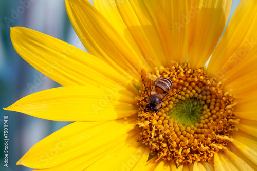 bee sipping nectar on yellow sunflower flower