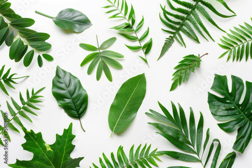 A minimalist arrangement of lush green leaves set against a clean white background