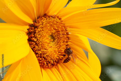 bee sipping nectar on yellow sunflower flower