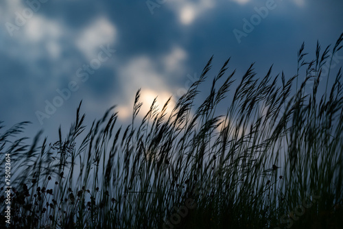 vista macro sulle sagome scure di varie piante erbacee di campo, mosse leggermente dal vento, con sullo sfondo sfuocato le nuvole scure di un temporale che copre il cielo al tramonto photo