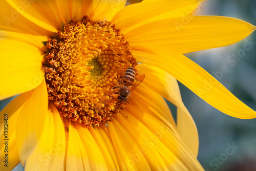 bee sipping nectar on yellow sunflower flower