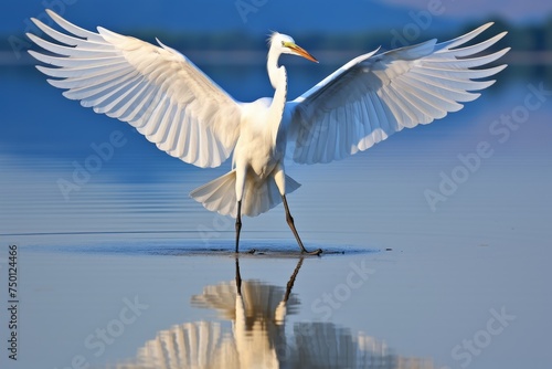 Aerial perspective of serene birds gliding on the water surface in graceful motion