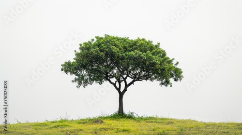 Lone Tree Standing on Pure White Background Generative AI