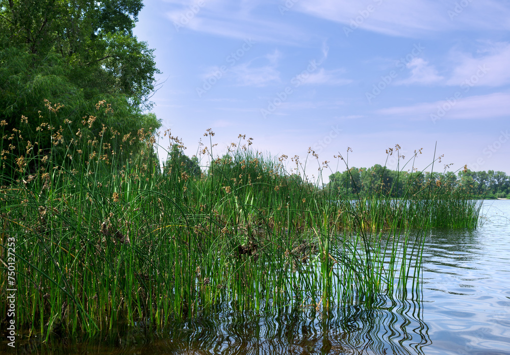 Flowering lake reed Scirpus lacustris on the river bank. - obrazy, fototapety, plakaty 