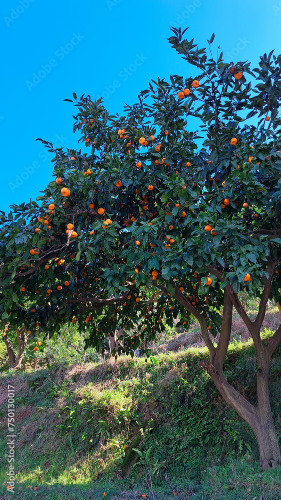 mandarin trees Georgia in sunny day
