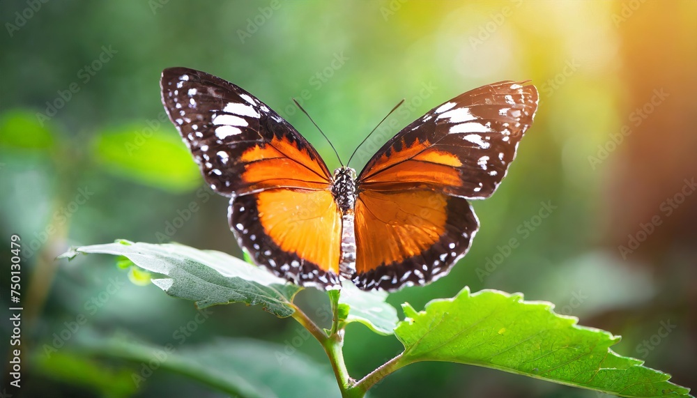 Generated image of butterfly close up Generated image of butterfly close up