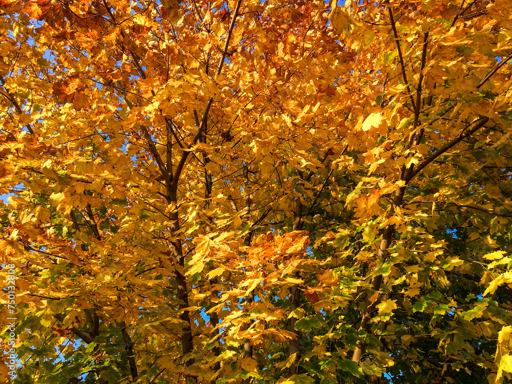 The image captures a tree with leaves transitioning from green to yellow against a clear blue sky, indicating autumn. The image captures a tree with leaves transitioning from green to yellow against a clear blue sky, indicating autumn.