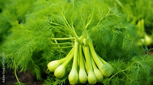 Fennel (Foeniculum vulgare) captures attention, ideal for medium-scale or smaller settings.