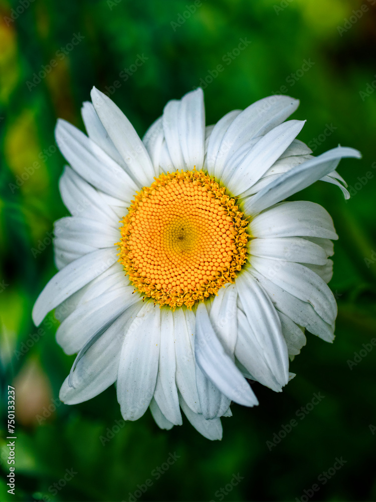 Obraz premium The image shows a close-up of a white daisy with a yellow center against a green background. The petals are bright and the flower is in full bloom.