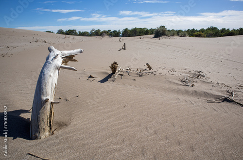 climate change and desertification beach dune with dead trees photo