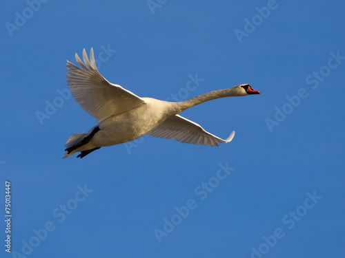 Beautiful Mute Swan - Cygnus olor in flight against the blue sky © Waldek Pietrzak