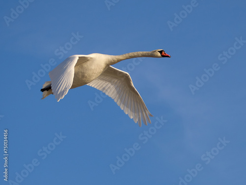Beautiful Mute Swan - Cygnus olor in flight against the blue sky © Waldek Pietrzak