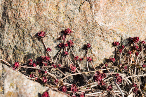 A beautiful burgundy-red rose-shaped leaves Sedum spurium on a rock in close-up photo