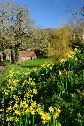 Rural Spring landscape, Jersey, U.K. Beautiful flowering valley in the sunshine.