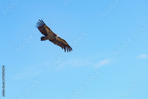 Vulture birds in flight