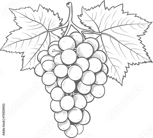 Grapes clipart design illustration