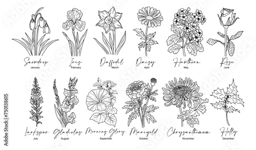Set of flower line art vector illustrations. Snowdrop, daffodil, larkspur, rose, daisy, hawthorn, chrysanthemum, iris hand drawn black ink illustrations. Birth month flowers for jewelry, tattoo, logo. photo