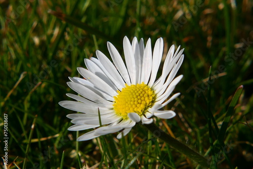 Gänseblümchen-Blüte photo