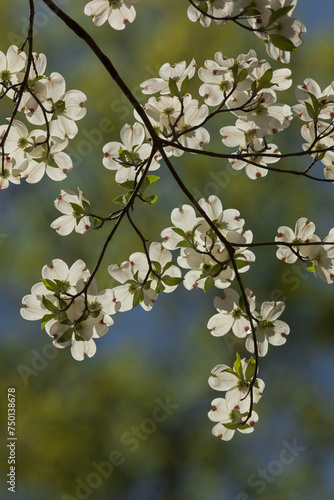 Dogwood Blooms in East Tennessee